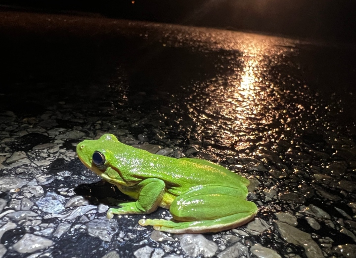 Green Treefrog